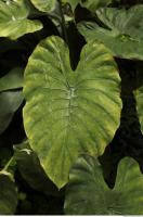 tropical leaf 0002